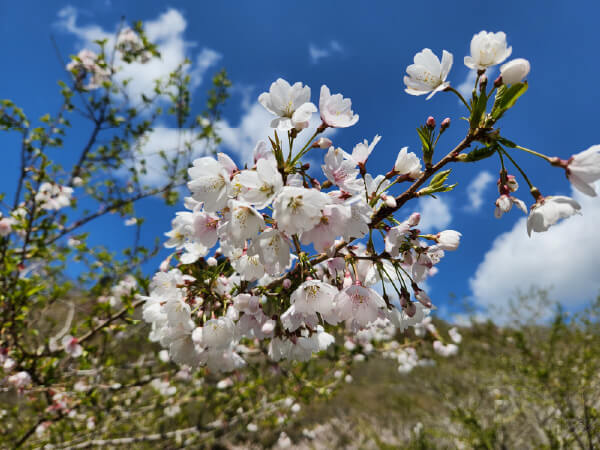 こぶりで楚々とした美しい花が咲く