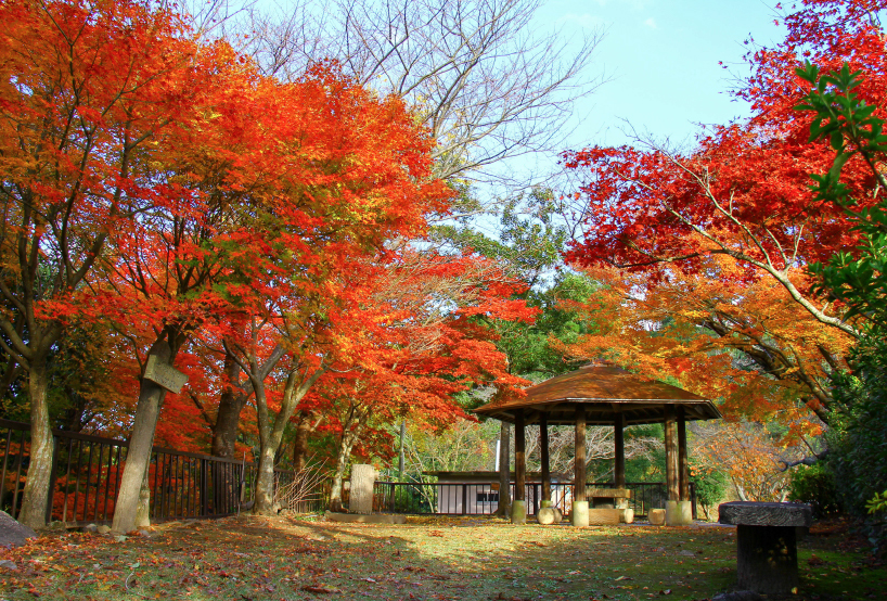 舞鶴城公園は紅葉も見どころ