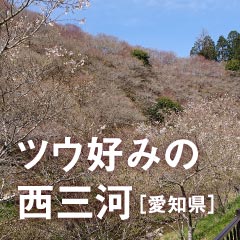 エリアフィーチャー