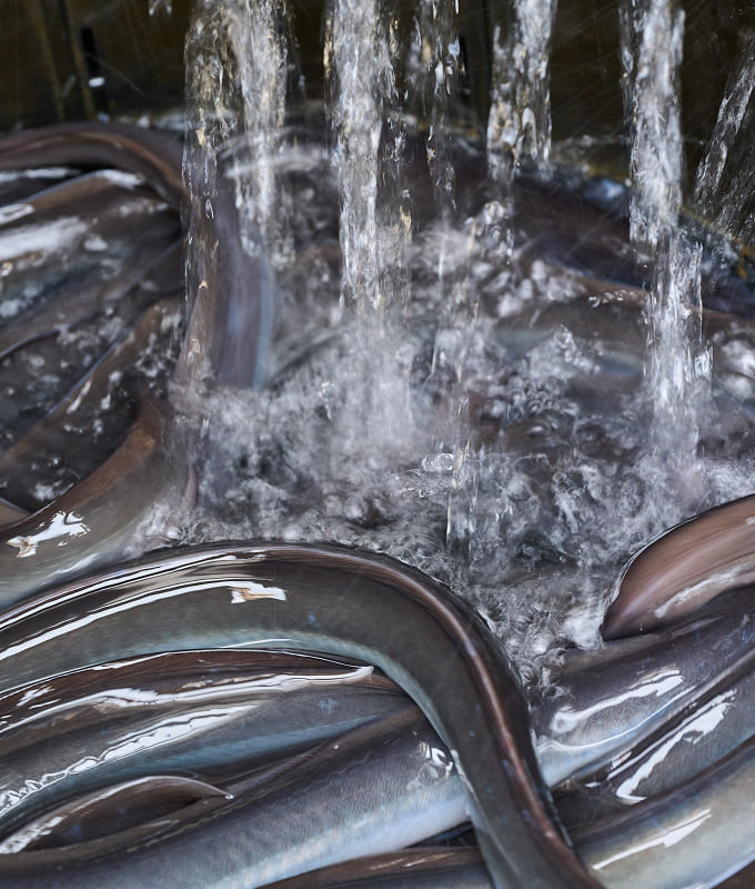 富士山の伏流水に３〜４日さらすことでうなぎ特有の臭みを取り、身を引き締める