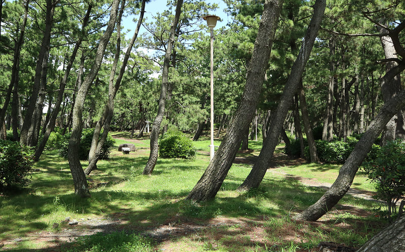 東海道随一の景勝地・千本松原