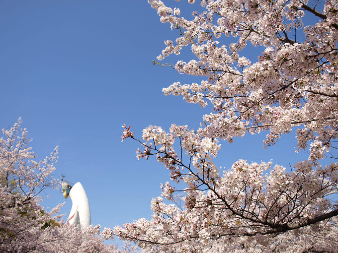万博記念公園の桜は例年3月下旬～4月上旬に見頃を迎える園内をやさしく彩る春の風景も見逃せない（写真提供：万博記念公園マネジメント・パートナーズ）