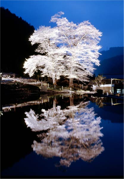 苗代（なわしろ）桜は樹齢約400年といわれる2本の姉妹桜。開花時期にはライトアップが幻想的