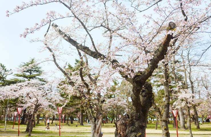 春は桜の名所に。ソメイヨシノを中心にヤエベニシダレ、カンザンなど多彩な桜が咲き誇る
