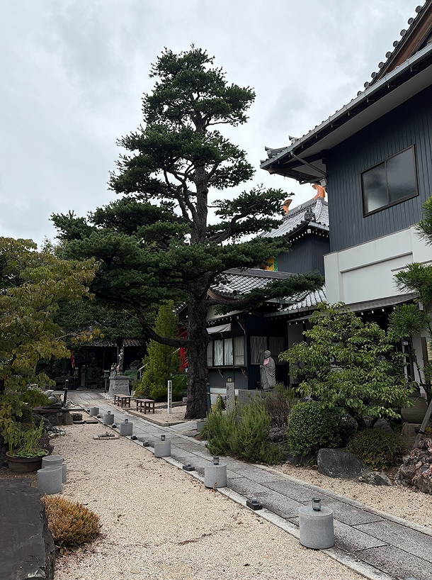 ホテル名古屋市保存樹で実生の五葉松