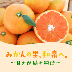 特別コラム1 みかんの里、和泉へ。〜甘さが紡ぐ物語〜
