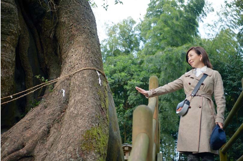 Tsukazaki Kofun Cluster & Giant Camphor Tree in Tsukazaki