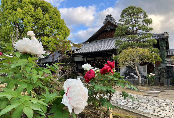牡丹の寺　愛染寺の写真