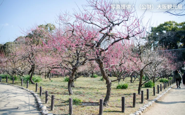 大阪城公園の「梅林」の写真