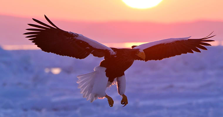 翼を広げているワシの写真