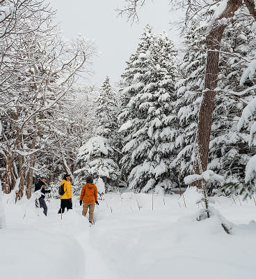 雪が降る森の写真