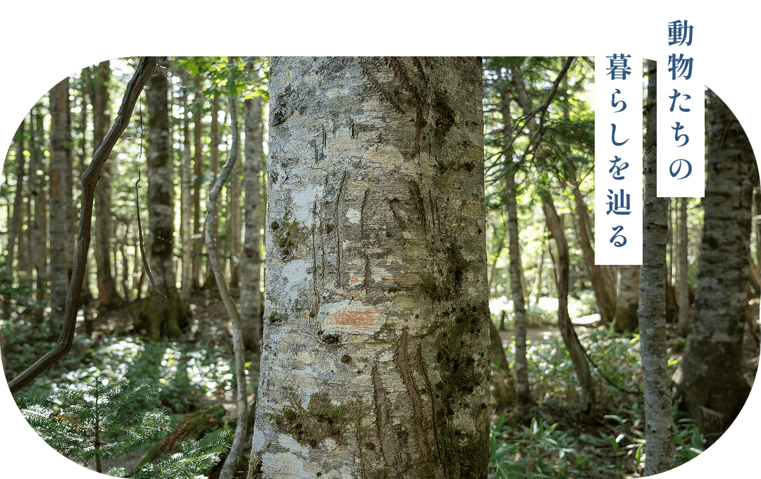 動物たちの暮らしを辿る遊歩道