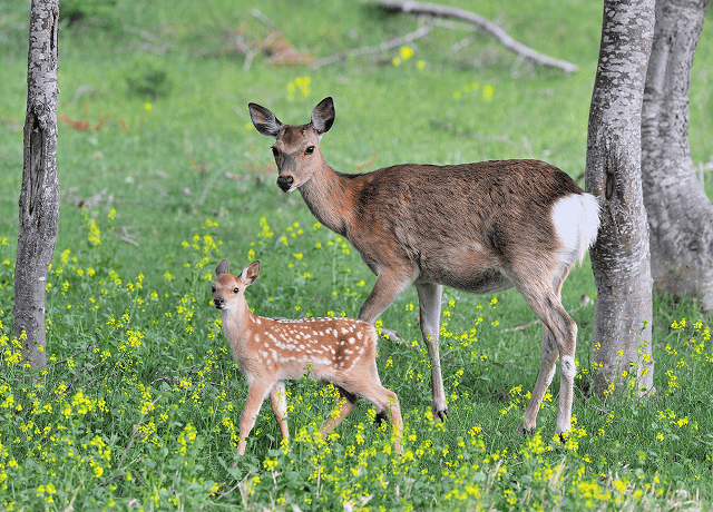 エゾシカの親子の写真