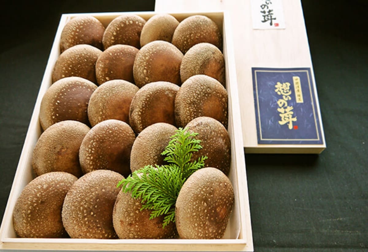 特選想いの茸の写真