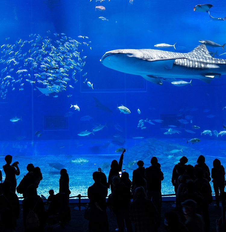 オリエント工業 Berry COCO