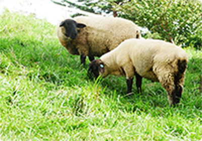 ヘルシーでおいしい羊肉