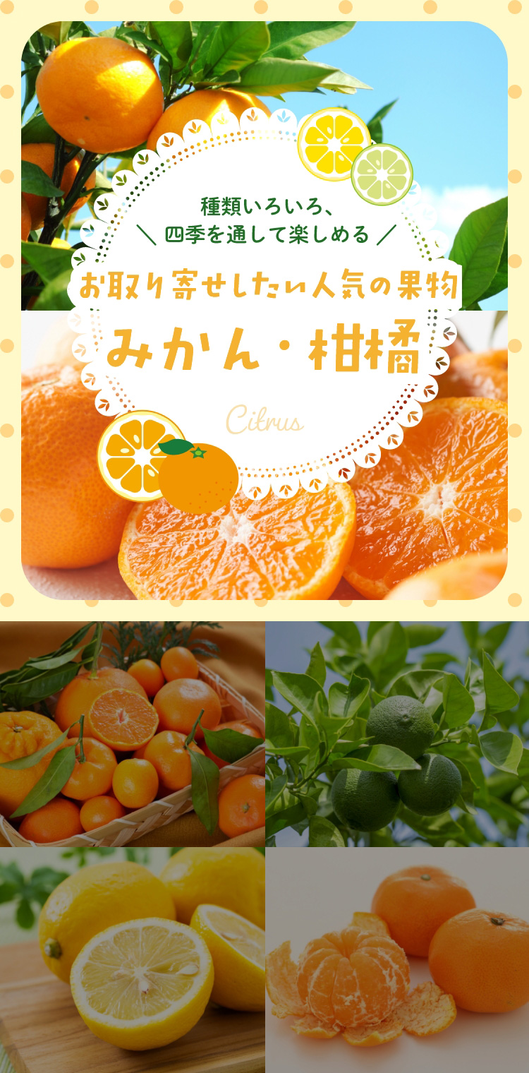 お取り寄せしたい人気の果物、みかん・柑橘