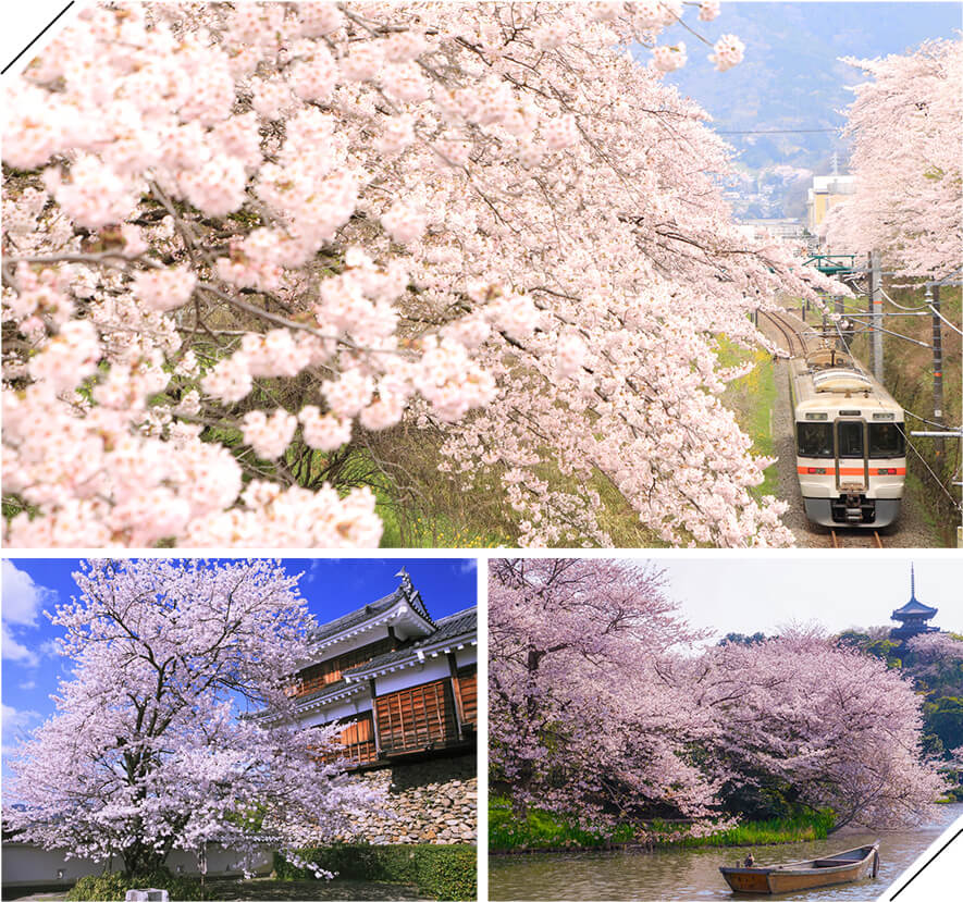 桜×場所