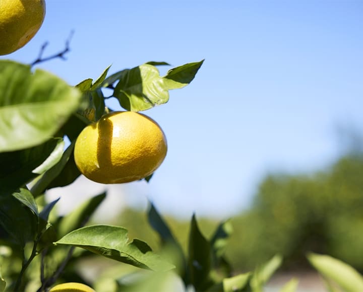 美景と美食に出会うまち、広川町（和歌山）