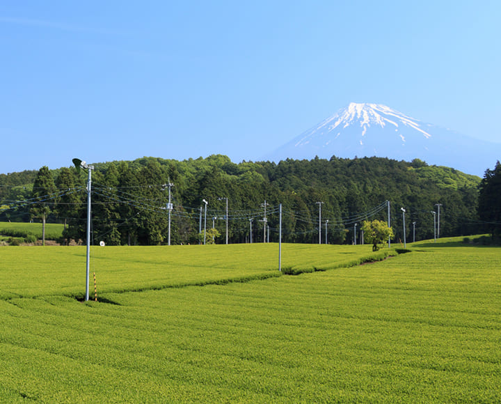 富士山を背景に味わう地元の味、富士・富士宮おすすめグルメ（静岡）
