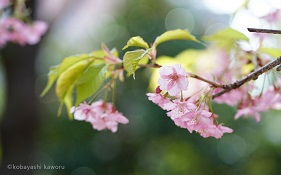 【今月の旅写真】歴史と文化が香る自然豊かな街でお花見スポットを探して ～目白・下落合～