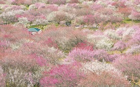 絶景プロデューサー・詩歩さんに聞きました！ 春に行きたい日本の絶景4選