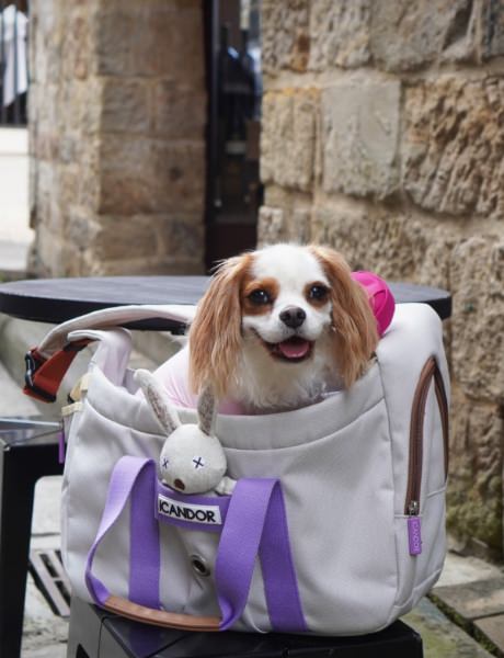 旅行バッグを選ぶなら】旅色×iCANDOR｜タイトルを設定