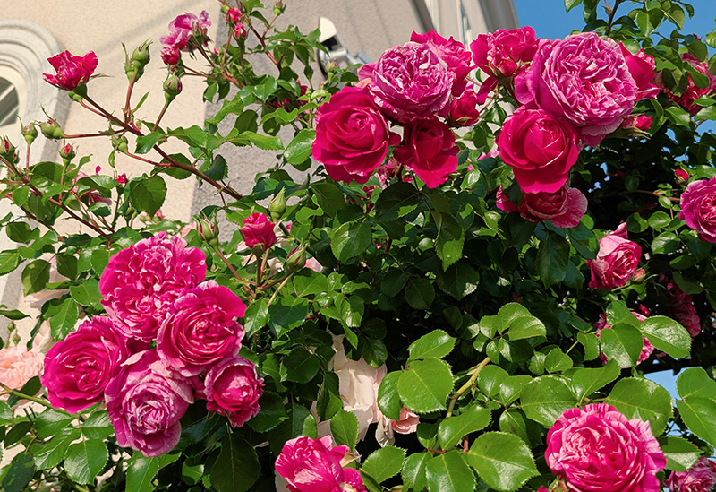 レストランフェリシオン(Chateau de Felicion)