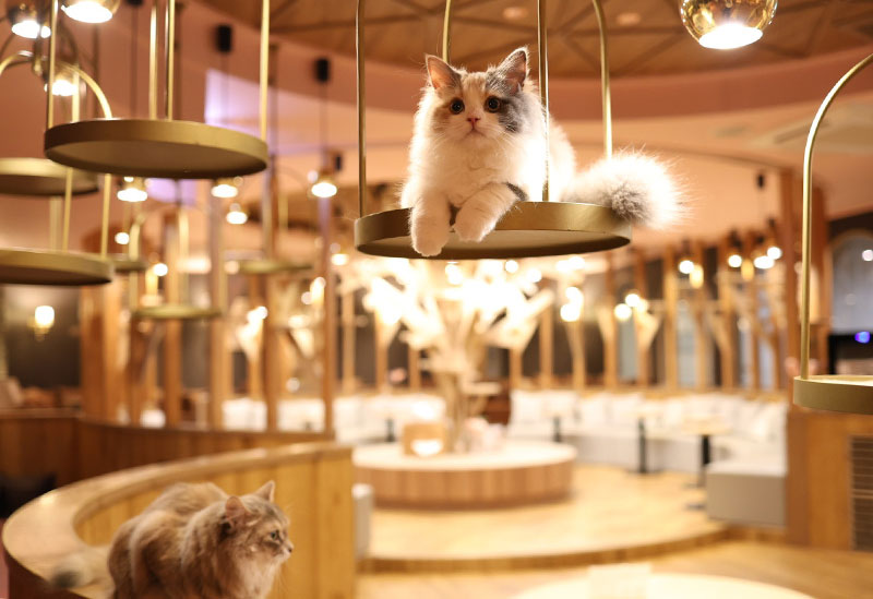 猫カフェMOCHA 名古屋栄店