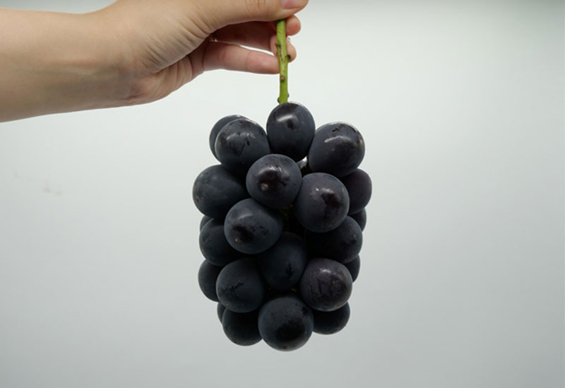 イケダフルーツ長谷店