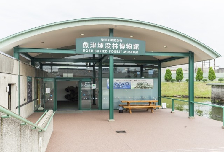 魚津埋没林博物館