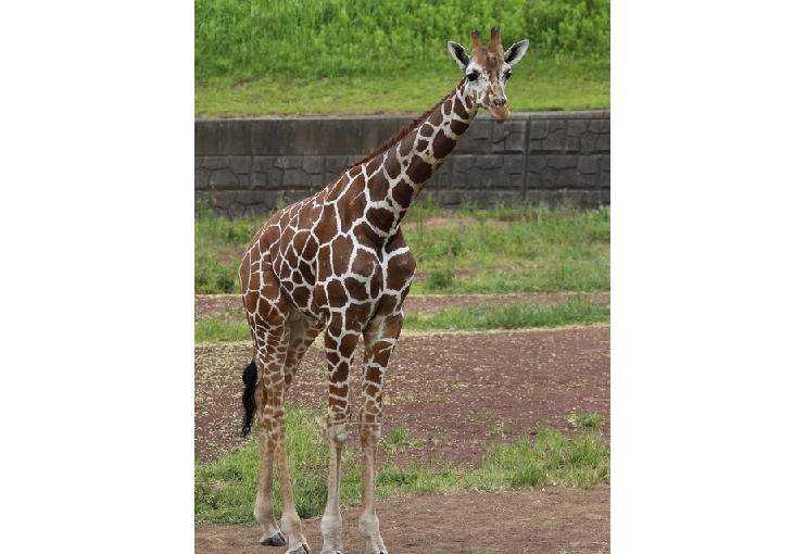 千葉市動物公園