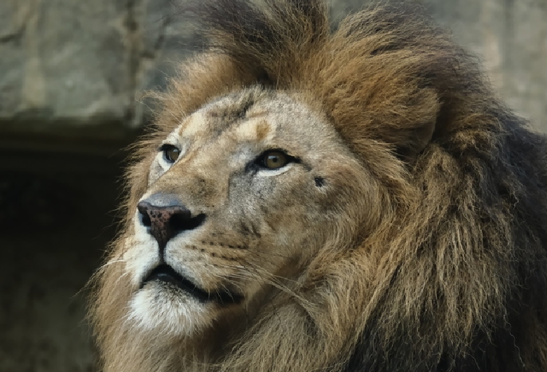 千葉市動物公園
