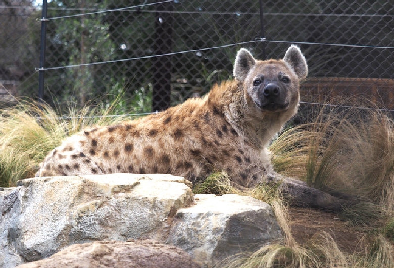 千葉市動物公園