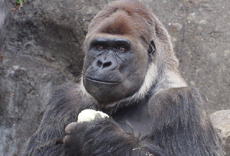 千葉市動物公園