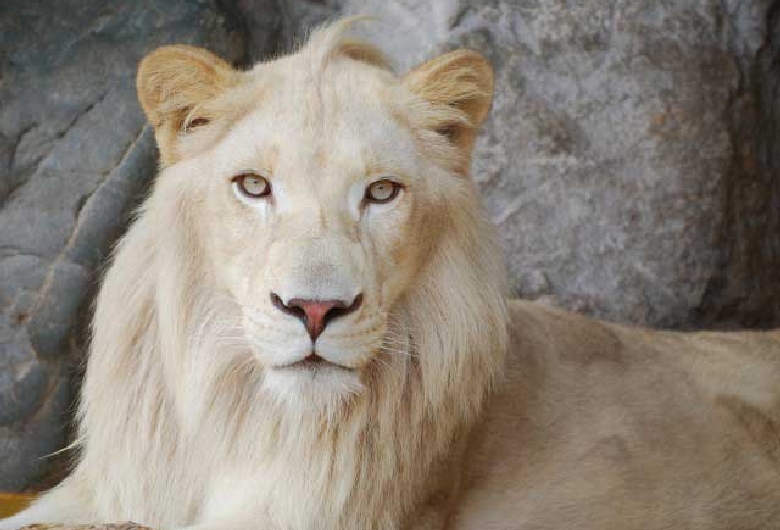 秋吉台自然動物公園　サファリランド