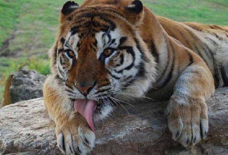 秋吉台自然動物公園　サファリランド
