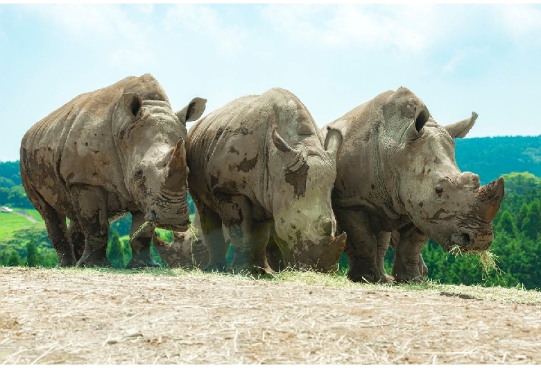 九州自然動物公園アフリカンサファリ