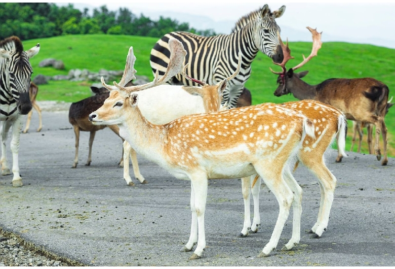 九州自然動物公園アフリカンサファリ