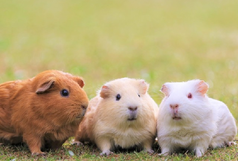 九州自然動物公園アフリカンサファリ