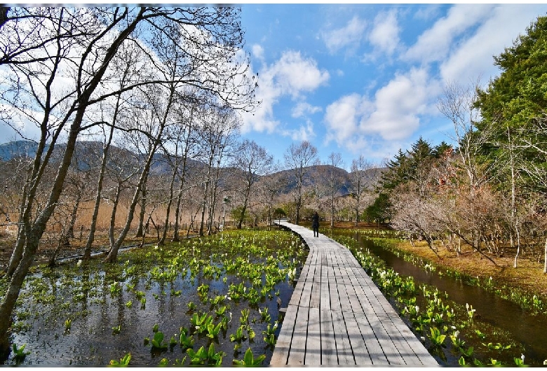 箱根湿生花園