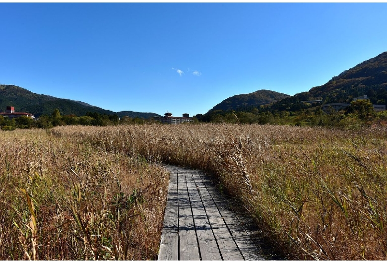 箱根湿生花園