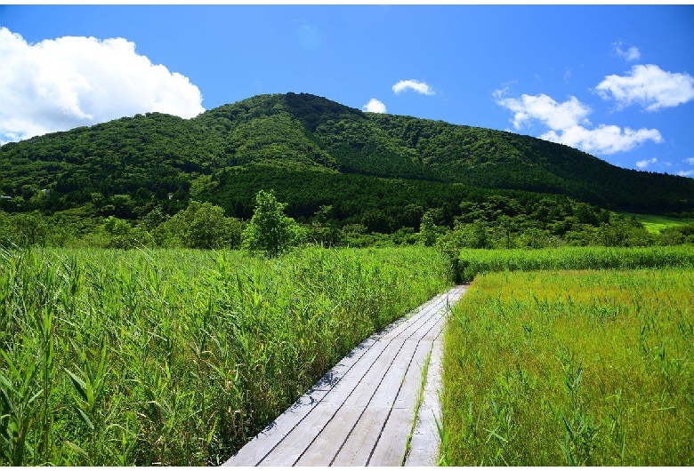 箱根湿生花園