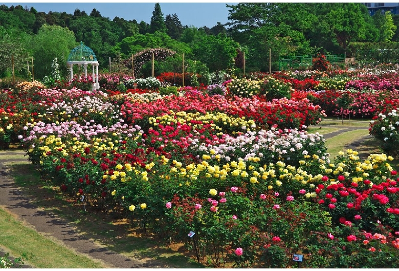 京成バラ園