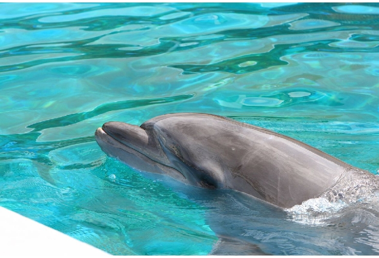 神戸市立須磨海浜水族園