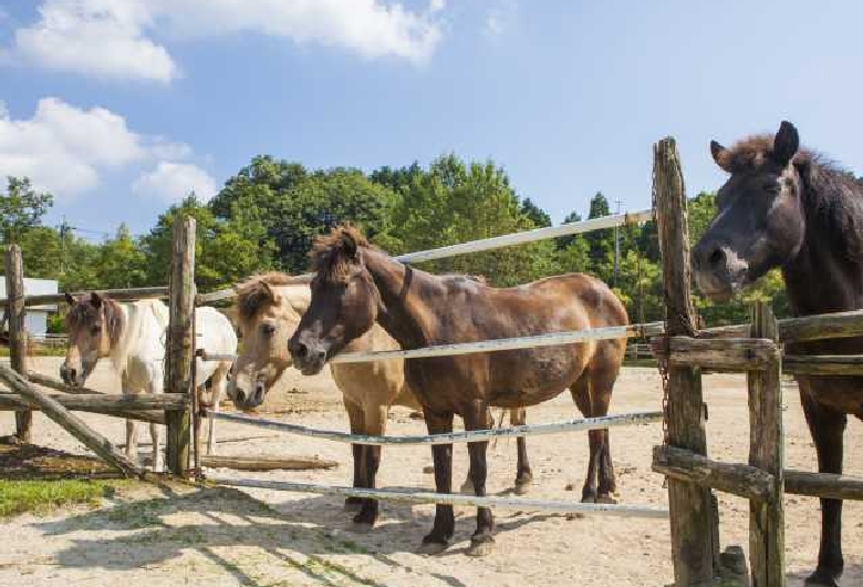 三瀬ルベール牧場どんぐり村