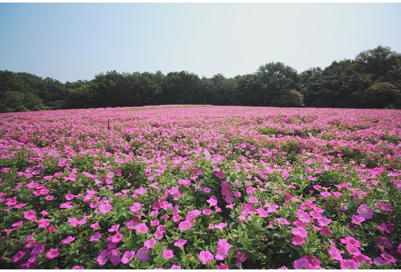 国営武蔵丘陵森林公園