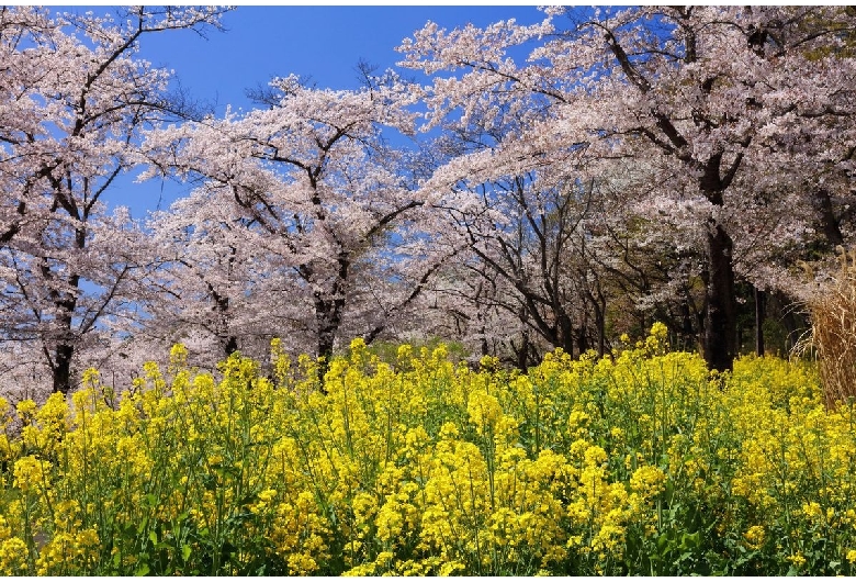 国営武蔵丘陵森林公園