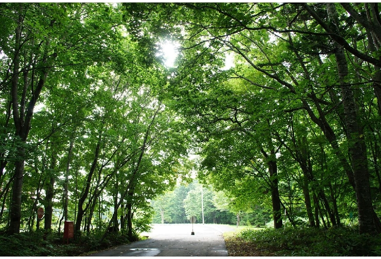 野幌森林公園