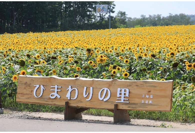 北竜町ひまわりの里